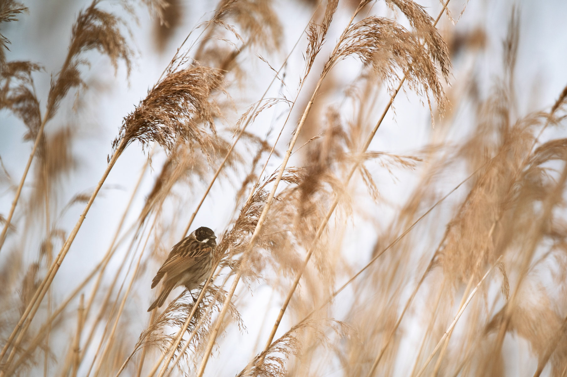 Münsteraner Rieselfelder