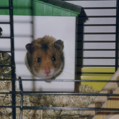 Madame Veleda