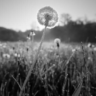Norbert